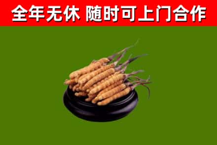 涿州烟酒回收冬虫夏草.jpg